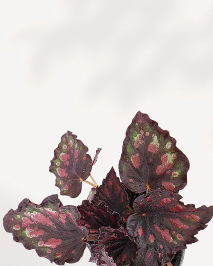 Top view of Begonia Rex 'Harmony Stained Glass', detailed leaf texture and colorful pattern