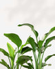 Close-up of Bird of Paradise Strelitzia nicolai large dark green glossy leaves with prominent midrib and natural splits, lush tropical indoor plant for bright spaces