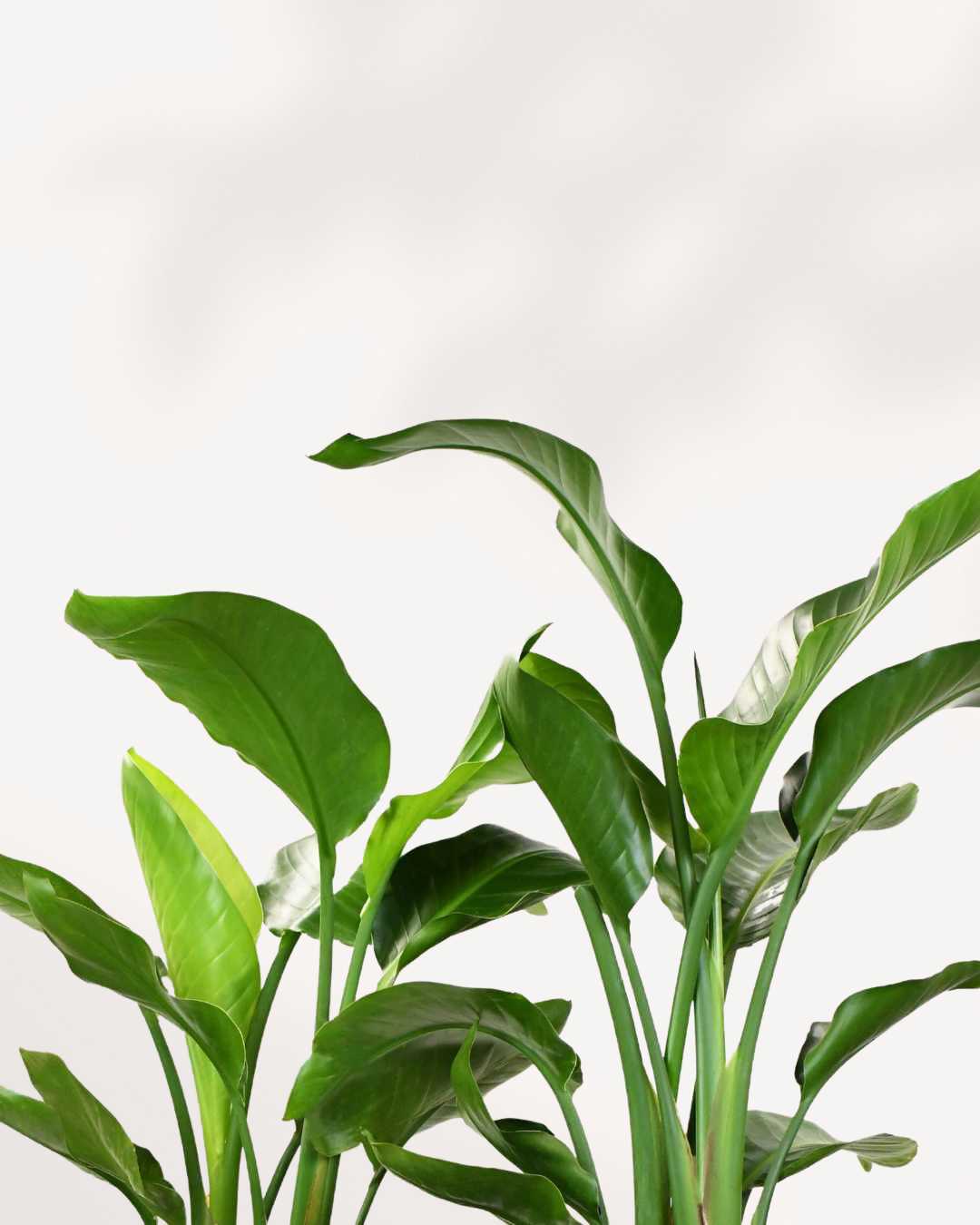 Close-up of Bird of Paradise Strelitzia nicolai large dark green glossy leaves with prominent midrib and natural splits, lush tropical indoor plant for bright spaces