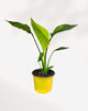 Young Bird of Paradise Strelitzia nicolai in yellow nursery pot with three upright bright green paddle leaves, small starter tropical houseplant delivered across Canada