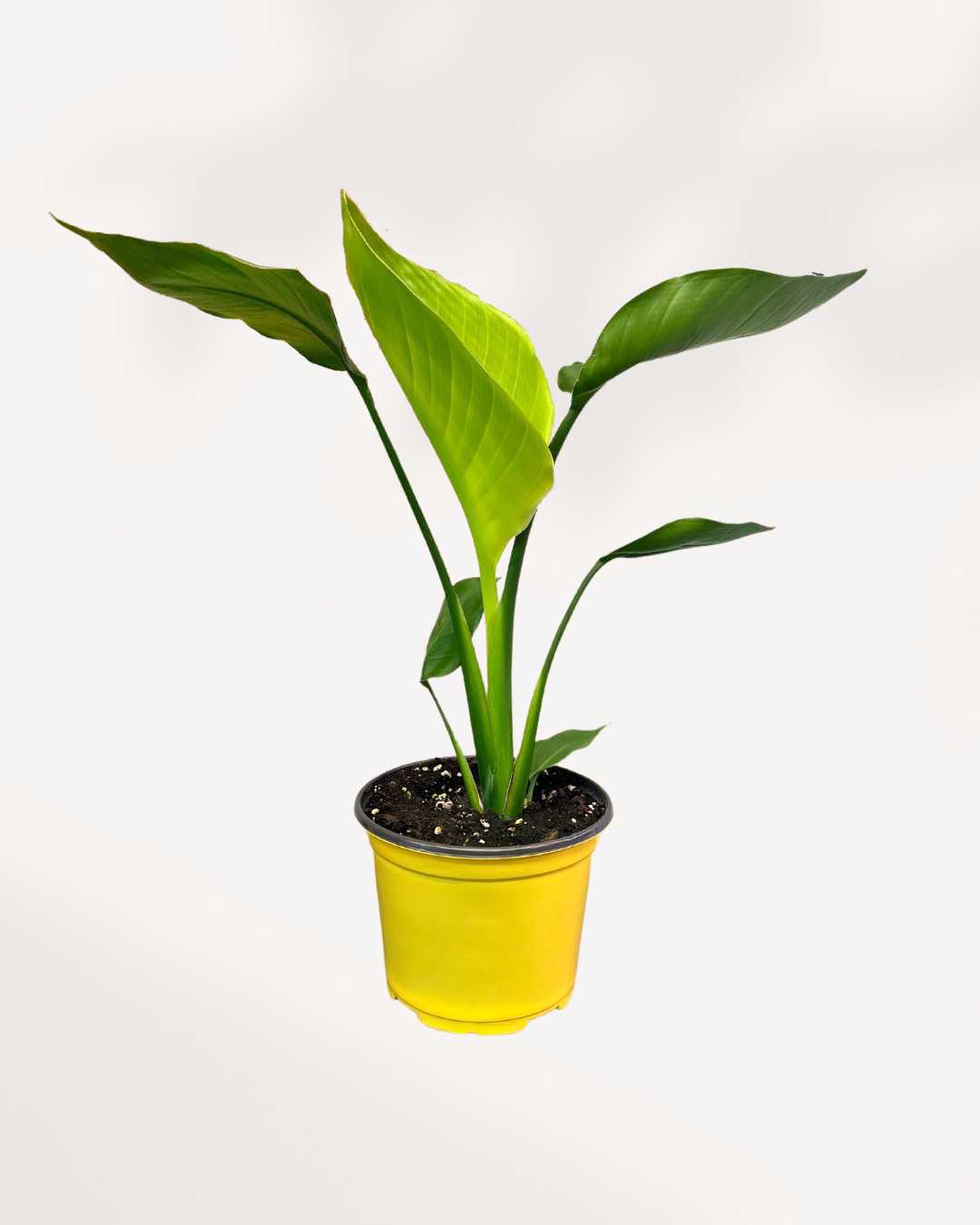 Young Bird of Paradise Strelitzia nicolai in yellow nursery pot with three upright bright green paddle leaves, small starter tropical houseplant delivered across Canada