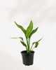 Bird of Paradise plant Strelitzia nicolai in small black nursery pot showing multiple upright bright green paddle-shaped leaves, indoor tropical statement plant available in Canada