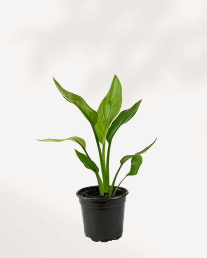 Bird of Paradise plant Strelitzia nicolai in small black nursery pot showing multiple upright bright green paddle-shaped leaves, indoor tropical statement plant available in Canada