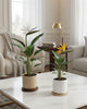 Two Bird of Paradise plants in white ceramic pots styled on a marble coffee table in a bright modern living room, showing white and yellow Strelitzia flowers in bloom