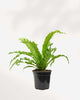 Birds Nest Fern 4" Pot Small