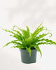 Birds Nest Fern 6" Pot - Medium