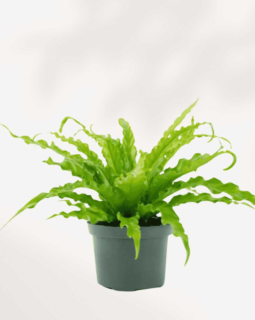 Birds Nest Fern 6" Pot - Medium