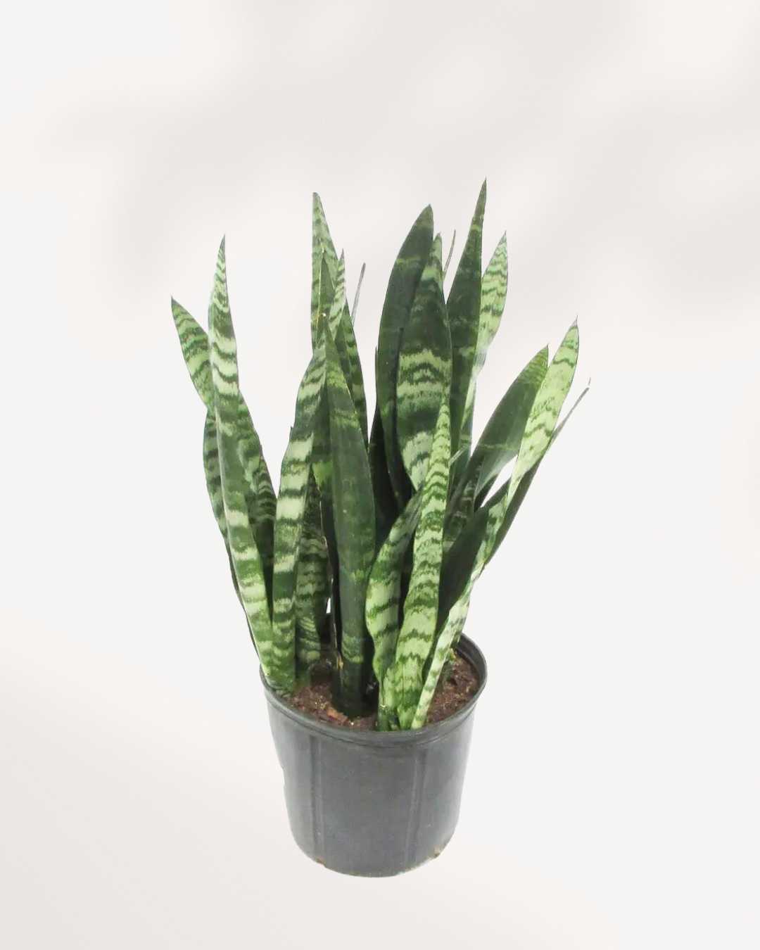 Sansevieria Black Coral 6" Pot - Large