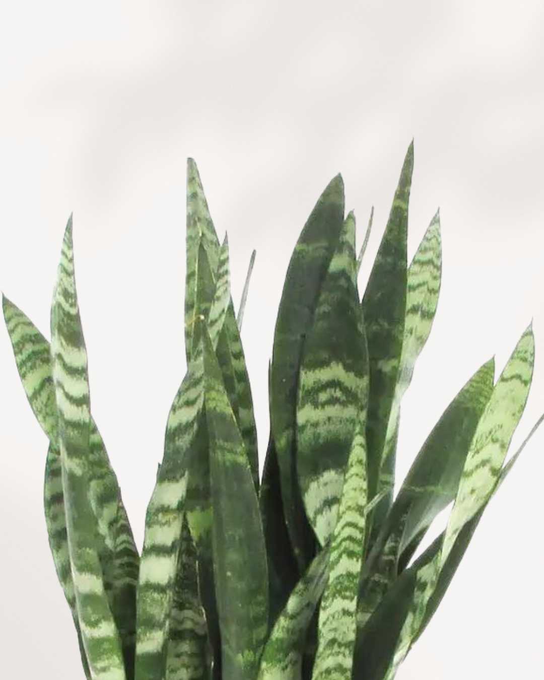Sansevieria Black Coral