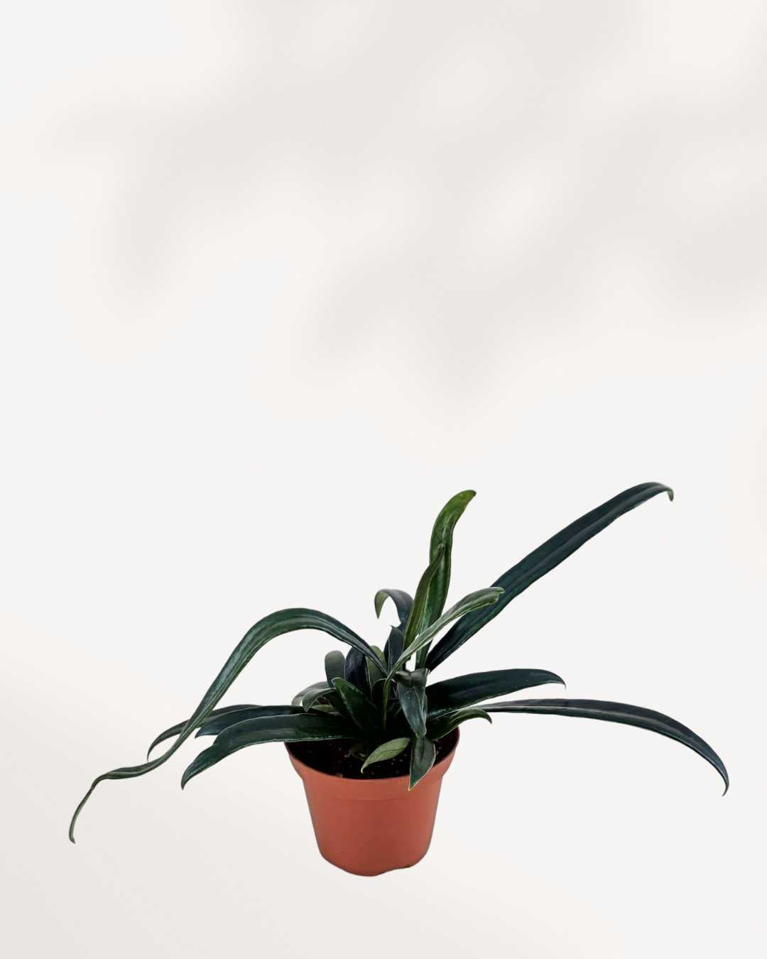 Blue Oil Fern plant in a pot