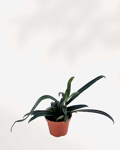 Blue Oil Fern plant in a pot