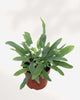 Blue Star Fern | Phlebodium Aureum 4" Pot - Small