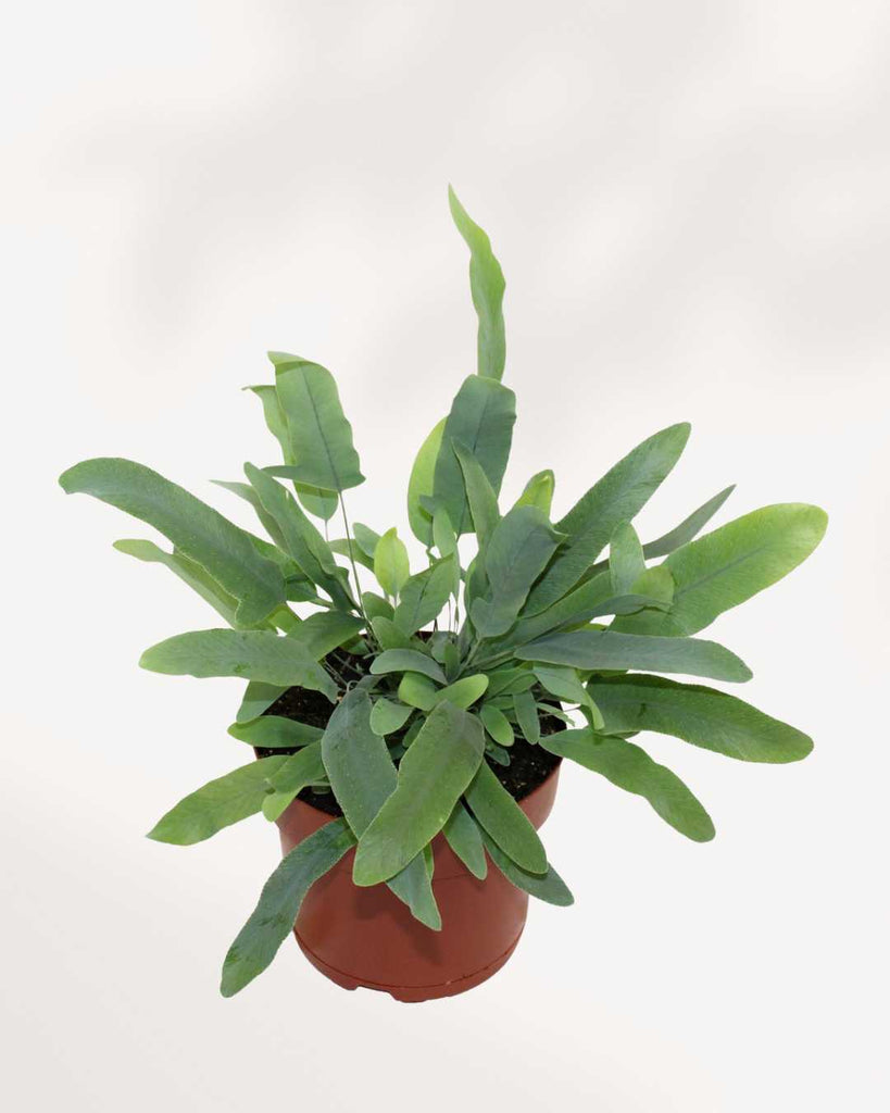 Blue Star Fern | Phlebodium Aureum 4" Pot - Small