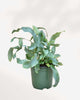 Blue Star Fern plant in a medium pot