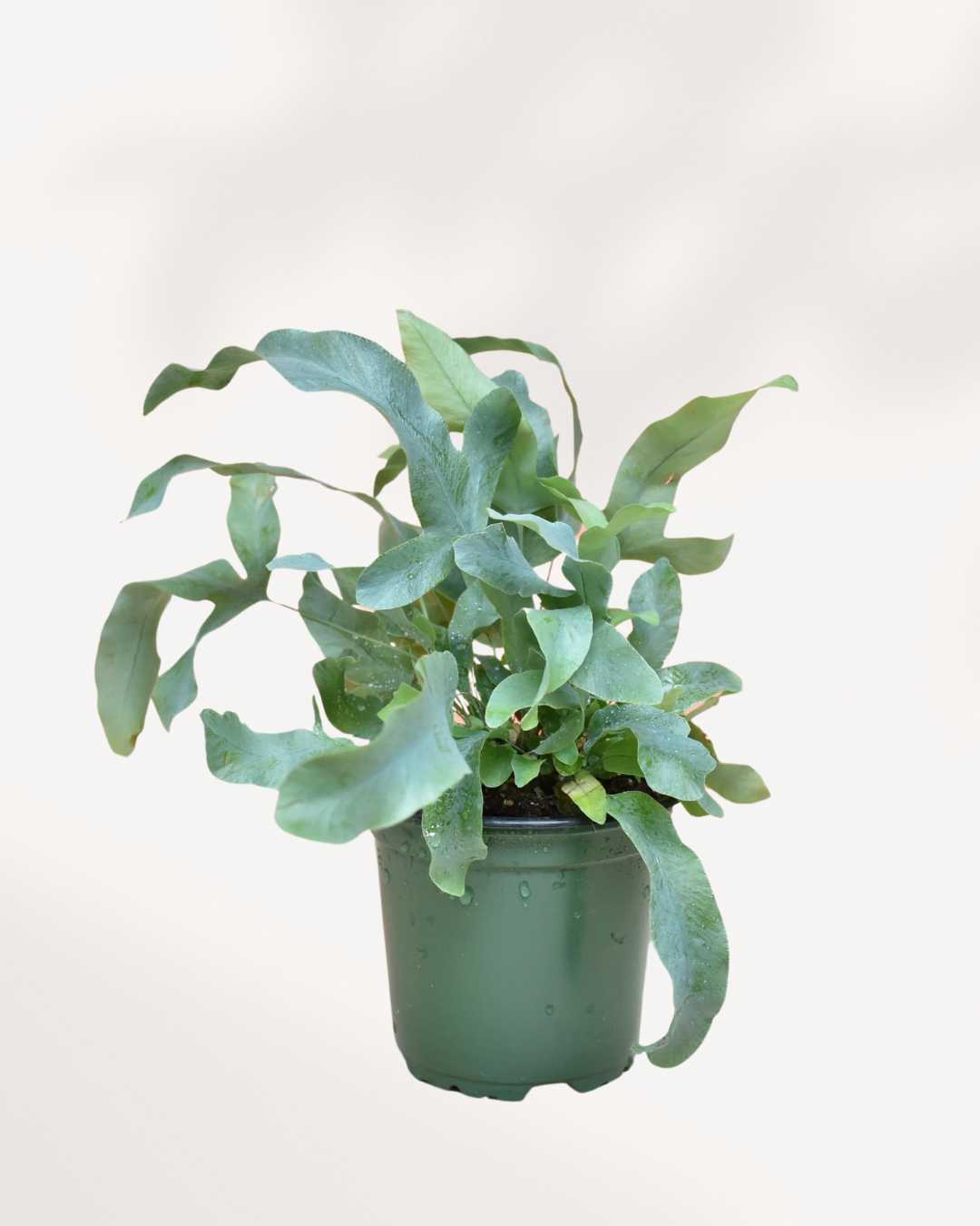 Blue Star Fern plant in a medium pot
