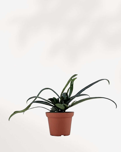 Blue Oil Fern | Buy Online