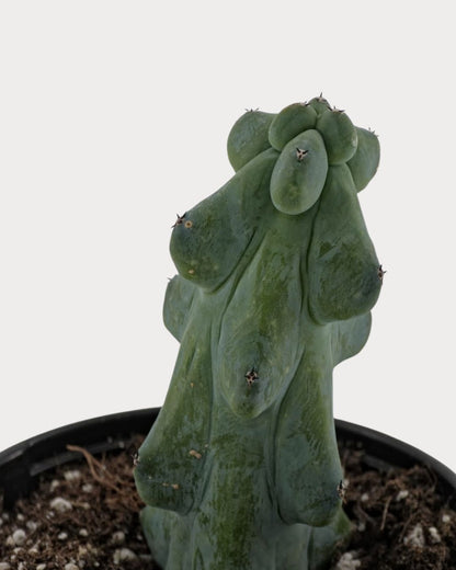 Close-up of Boobie Cactus showing rounded blue-green ribs and small spines.