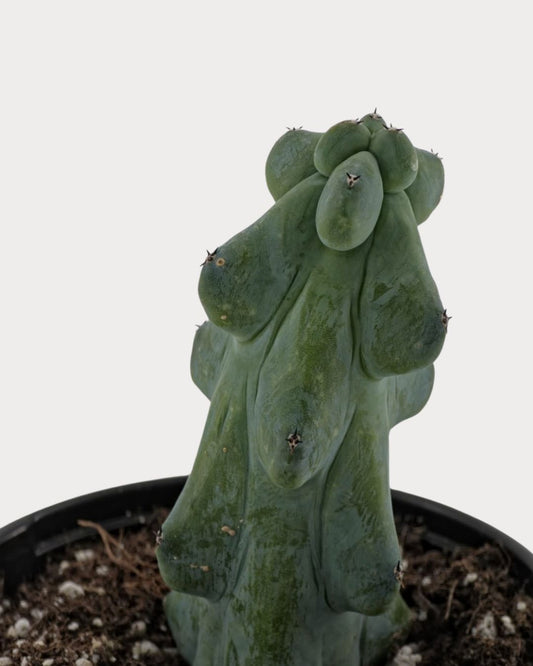 Boobie Cactus with rounded blue-green stem growth in a black nursery pot, viewed from above at an angle.