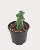 Boobie Cactus with rounded blue-green stem growth in a black nursery pot, viewed from above at an angle.