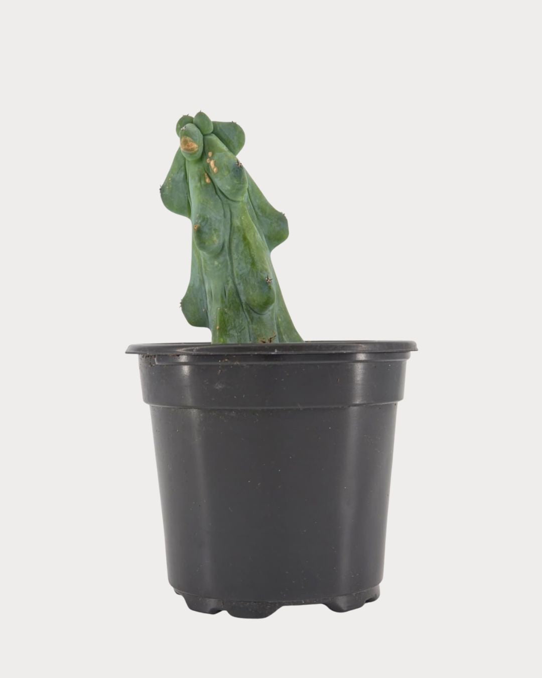 Front view of Boobie Cactus with an upright, knobby green stem in a black nursery pot.