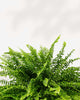 Close-up of Boston Fern's arching feathery fronds