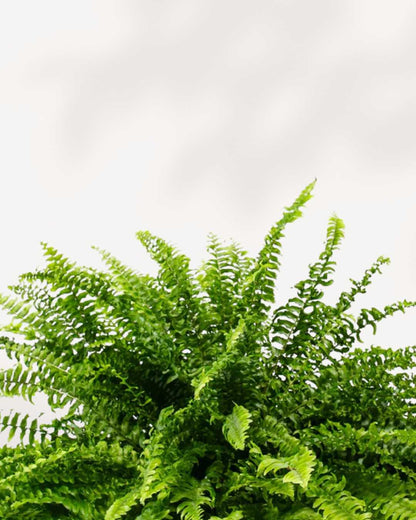 Close-up of Boston Fern's arching feathery fronds