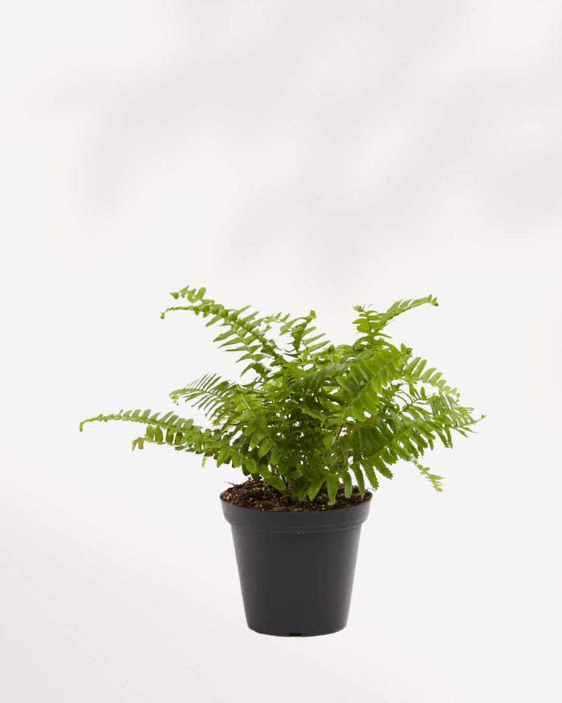 Boston Fern 3.5" Pot - Small
