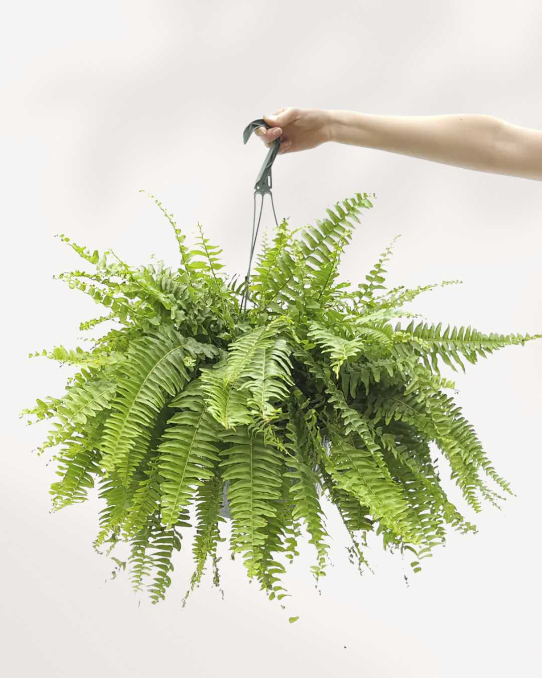 Boston Fern plant in a pot