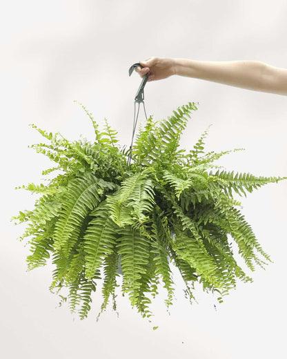 Boston Fern plant in a pot