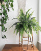 Boston Fern cascading foliage detail
