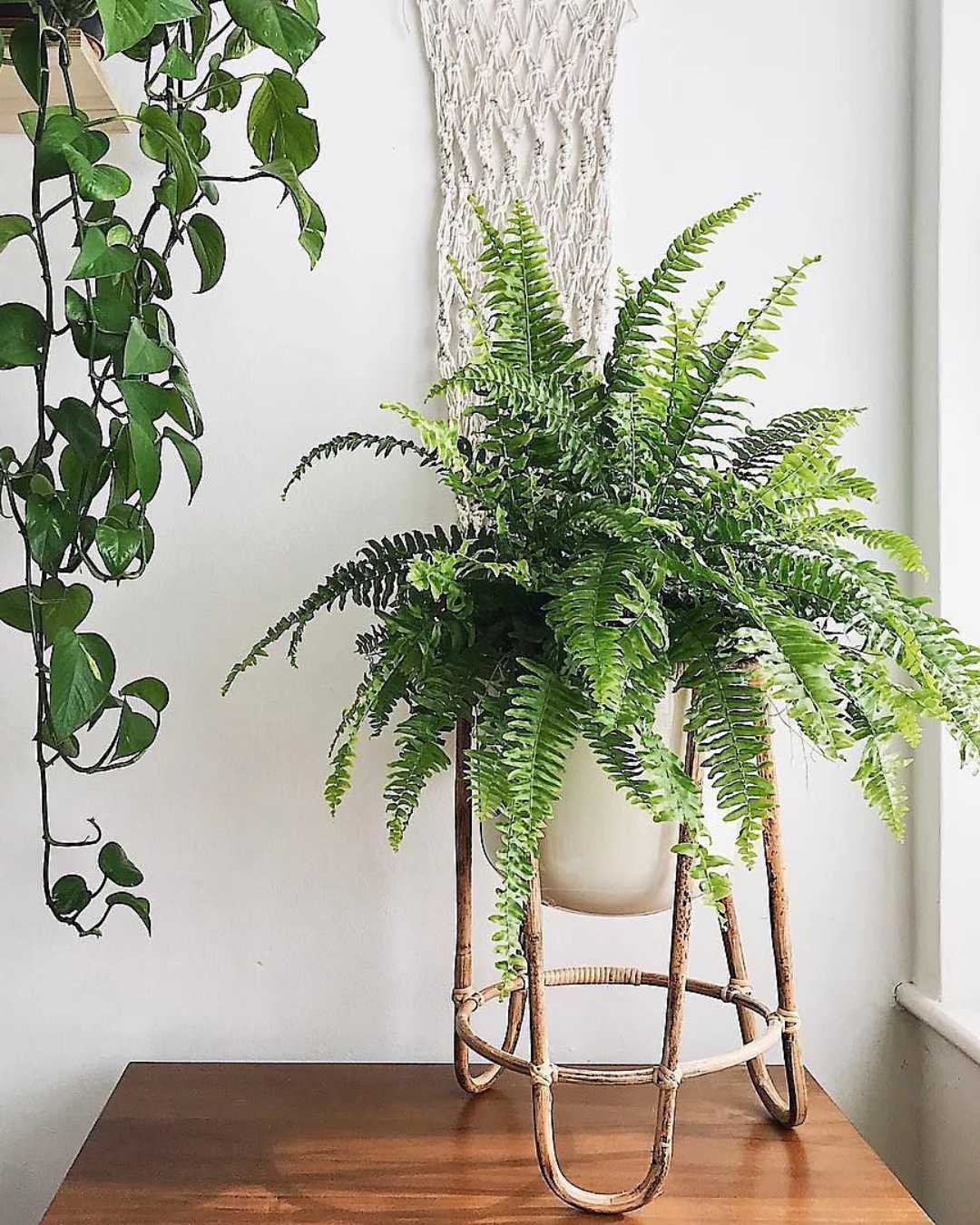 Boston Fern cascading foliage detail