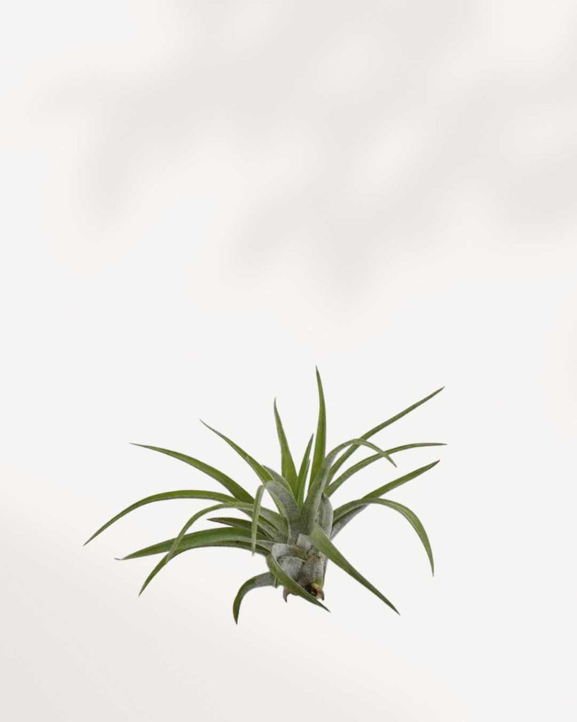 Tillandsia Brach Abdita air plant with rosette-shaped leaves