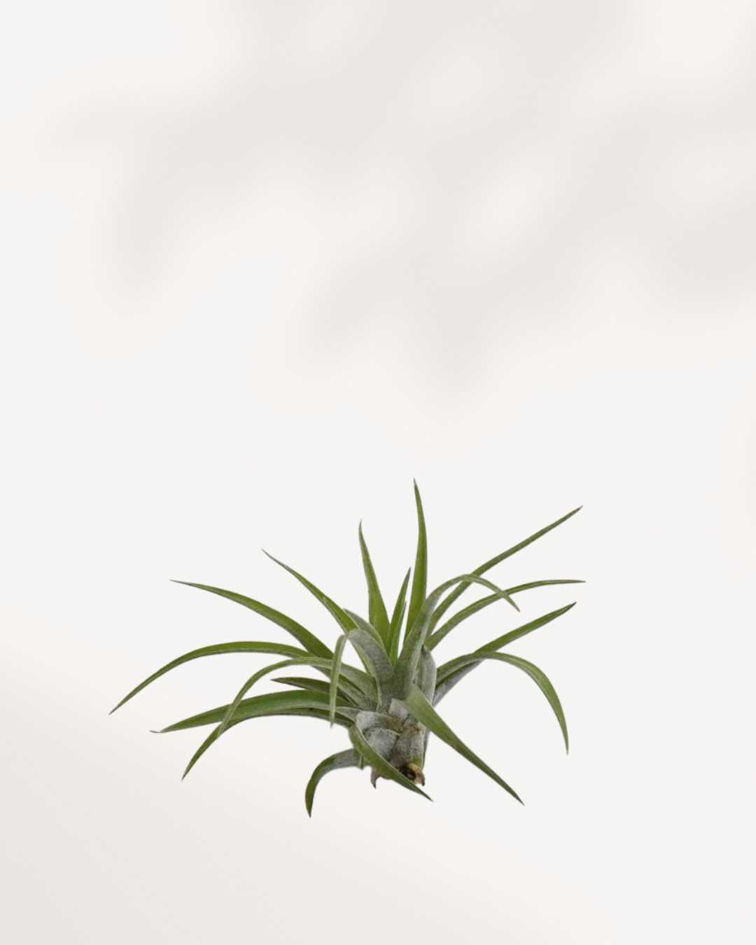 Tillandsia Brach Abdita air plant with rosette-shaped leaves