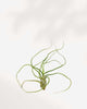 Tillandsia Bulbosa air plant with tentacle-like curling leaves