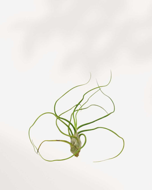 Tillandsia Bulbosa air plant with tentacle-like curling leaves