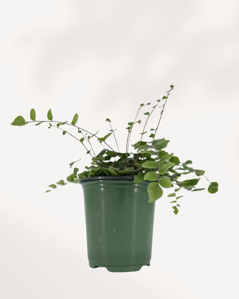 Button Fern plant in a pot