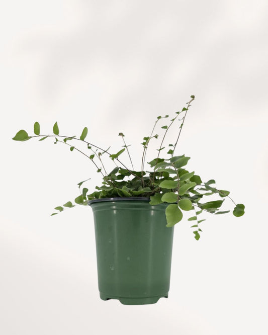 Button Fern plant in a pot