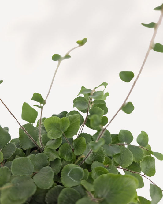 Button Fern plant in a pot