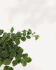 Button Fern trailing foliage detail