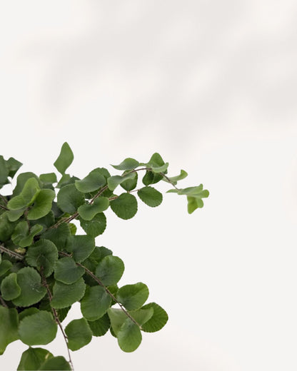 Button Fern trailing foliage detail