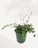 Button Fern plant on a shelf
