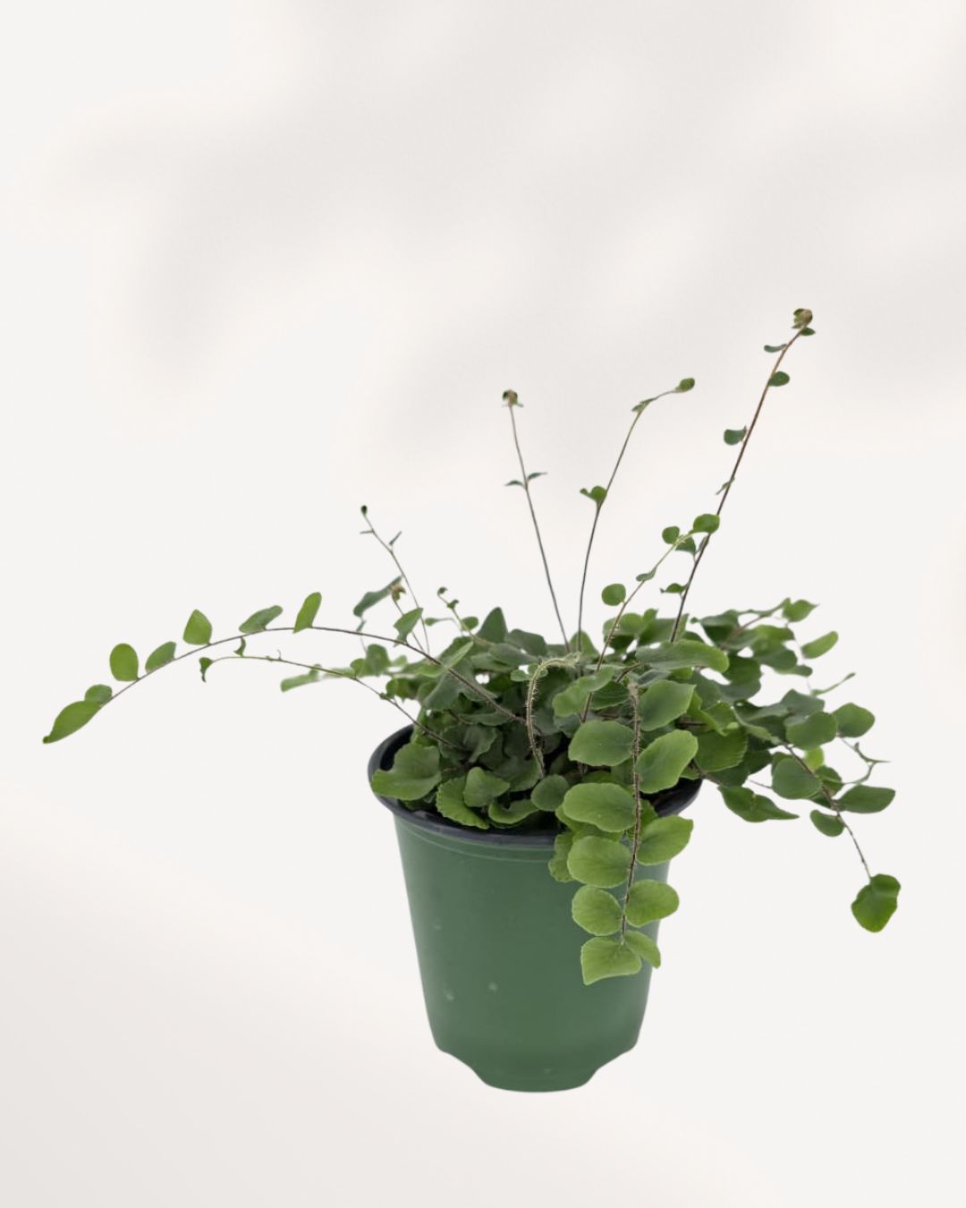 Button Fern plant on a shelf