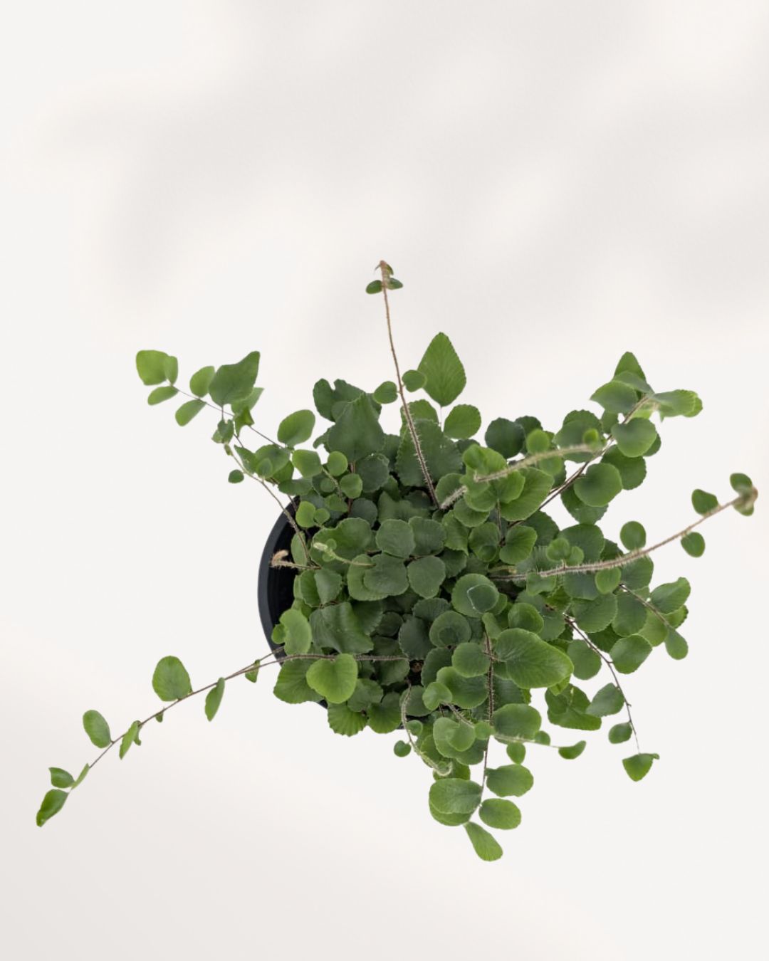 Top view of Button Fern's compact growth