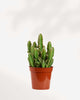 Cactus Cereus Fairy Castle 2.5" Pot - XSmall