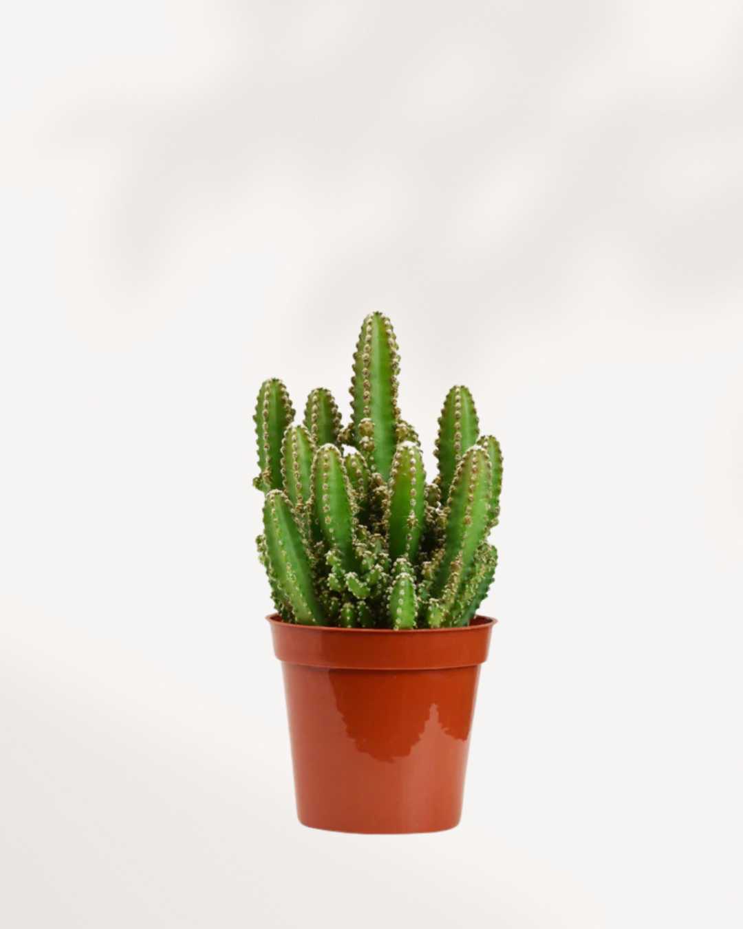 Cactus Cereus Fairy Castle 2.5" Pot - XSmall