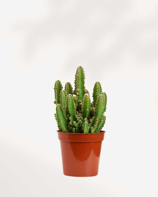 Cactus Cereus Fairy Castle 2.5" Pot - XSmall