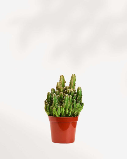 Cactus Mystery Box Single Pack