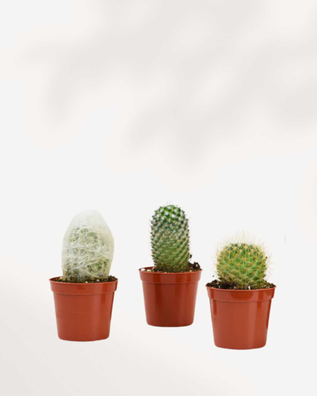 Cactus Mystery Box Triple Pack