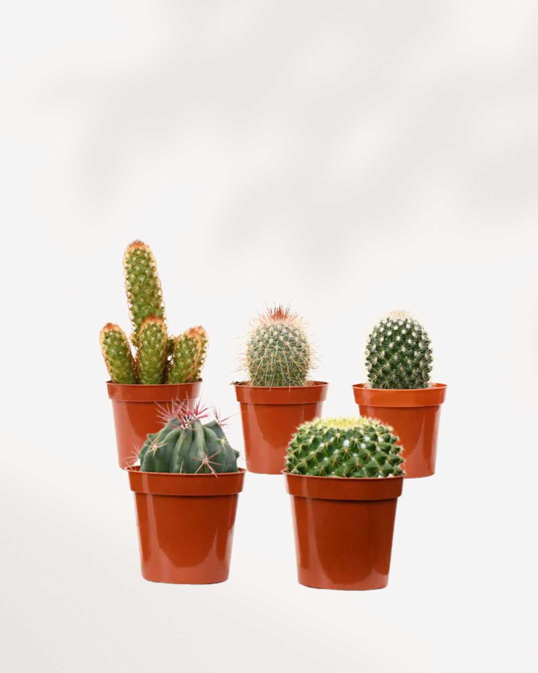 Cactus Mystery Box Five Pack