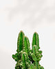 Cactus Cereus Fairy Castle